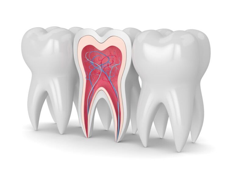 3d Rendering of Teeth Showing Roots